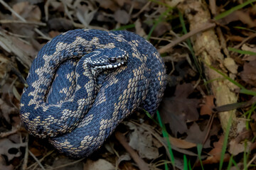 Fototapeta premium European adder (Vipera berus) coiled on woodland floor, Britain’s only native venomous snake