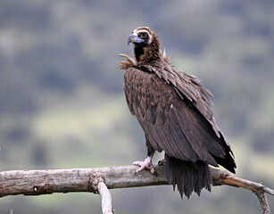 Fototapeta premium a black vulture posing on a branch on spain