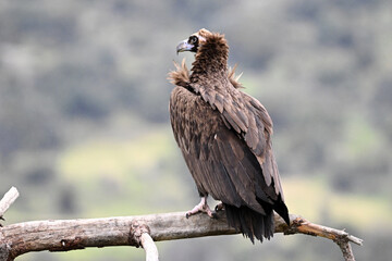 a black vulture posing on a branch on spain