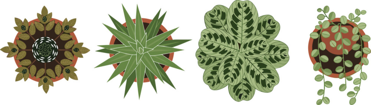 Top view vector illustration set of potted indoor plants featuring succulents, calathea, and trailing vines isolated on white background, ideal for interior design plans, architectural rendering, and 