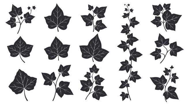 Ivy Leaf Silhouette Vector Collection Botanical Garden Vine Plant Icons Illustration