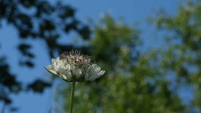 Scabiosa flower blooming. Scabiosa ochroleuca. Hot summer day. Summer dense forest, fresh grass, flowers. Sun filtered through the leafy canopy.	