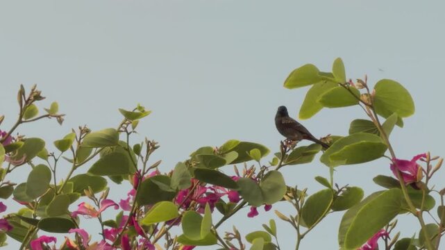 Bauhinia &times; blakeana, Hong Kong orchid tree, is a hybrid leguminous tree of the genus Bauhinia. near Queen Kapiʻolani Garden, Honolulu, Oahu. Vog (air pollution) form Kīlauea Volcano( Hawaii island)