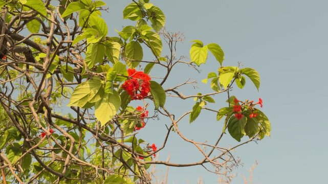 Cordia sebestena is a shrubby tree in the family Cordiaceae, scarlet cordia, Geiger tree, siricote or kopt&eacute;. Queen Kapiʻolani Garden, Honolulu, Oahu. Vog (air pollution) form Kīlauea Volcano
