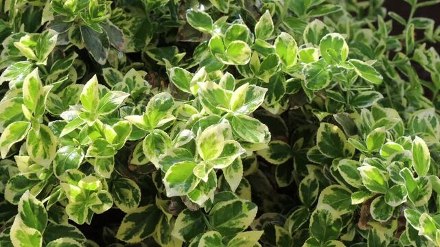 A vibrant close-up of lush variegated euonymus foliage, featuring glossy green leaves with bright creamy-yellow margins that shimmer with fresh raindrops after a light spring shower.