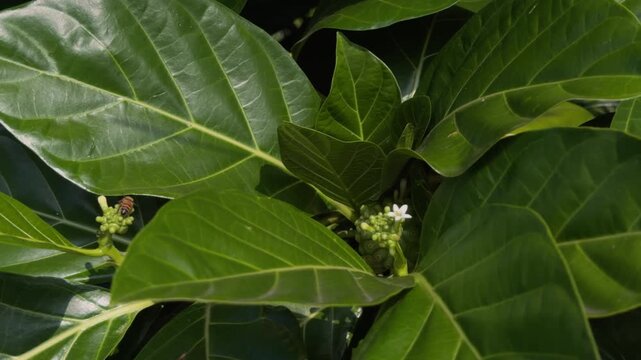 Morinda citrifolia is a fruit-bearing tree in the coffee family, Rubiaceae. great morinda, Indian mulberry, noni, beach mulberry.  near Queen Kapiʻolani Garden, Honolulu, Oahu, Hawaii