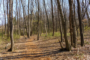 春を迎える準備で芽吹き始めた雑木林