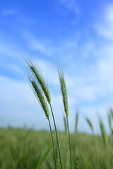 Naklejka premium wheat field in the summer