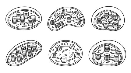 Fototapeta premium chloroplast, Hand-drawn outline doodle sketches vector set collection , white background , PNG and SVG isolate