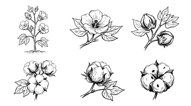 cotton plant, Hand-drawn outline doodle sketches vector set collection , white background , PNG and SVG isolate