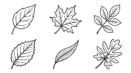 Fototapeta premium green leaf, Hand-drawn outline doodle sketches vector set collection , white background , PNG and SVG isolate