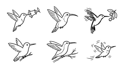 Obraz premium hummingbird, Hand-drawn outline doodle sketches vector set collection , white background , PNG and SVG isolate