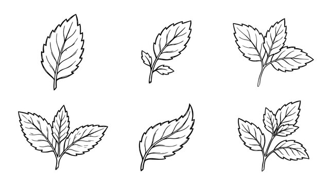 mint leaf, Hand-drawn outline doodle sketches vector set collection , white background , PNG and SVG isolate