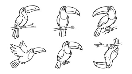Fototapeta premium toucan, Hand-drawn outline doodle sketches vector set collection , white background , PNG and SVG isolate