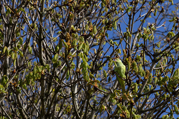 Parakeet perched in a tree with lush green leaves