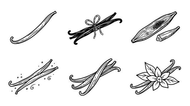 vanilla pod, Hand-drawn outline doodle sketches vector set collection , white background , PNG and SVG isolate