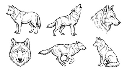 wolf, Hand-drawn outline doodle sketches vector set collection , white background , PNG and SVG isolate