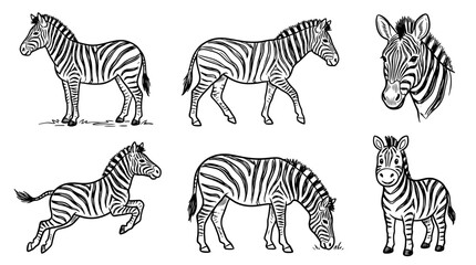 Fototapeta premium zebra, Hand-drawn outline doodle sketches vector set collection , white background , PNG and SVG isolate