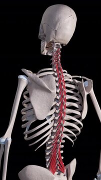 Multifidus Muscle Movement Side View Vertical Video