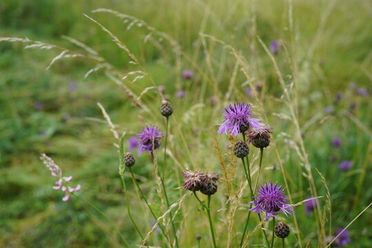 Centaurea scabiosa (greater knapweed) growing in a wild meadow, with vibrant purple flower heads surrounded by green foliage and other meadow plants.