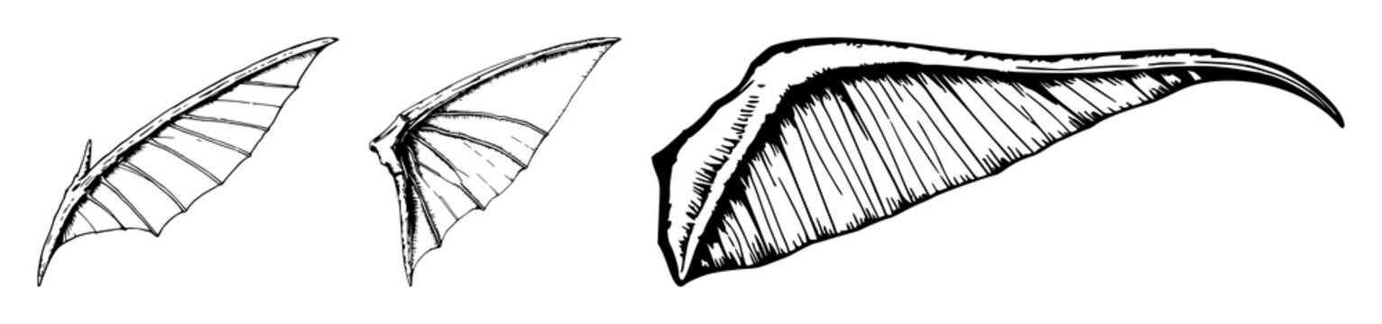 Fossilized pterodactyl wing set with hand-drawn scientific illustration featuring paleontology, vintage etching style with intricate details and white background