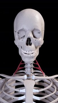 Scalene Anterior Muscle Movement Front View Vertical Video
