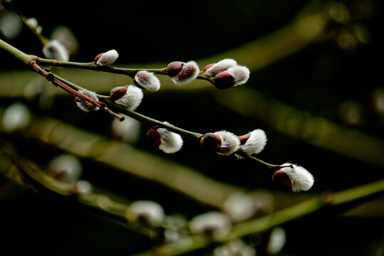 Dark Green Background Highlights Winter Buds. Silent Winter Scene With Fuzzy Buds And Lush Foliage