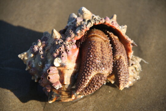 Cangrejo ermita&ntilde;o