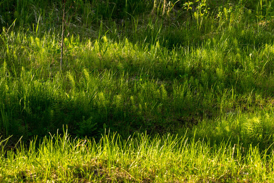 Canada, Alberta, Hinton.  Hosetails (equisetum) and grass cover the forest floor at Fickle Lake.