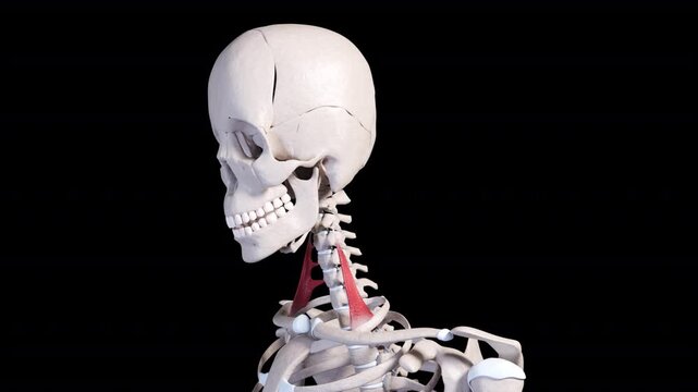 Scalene Anterior Muscle Movement Side View