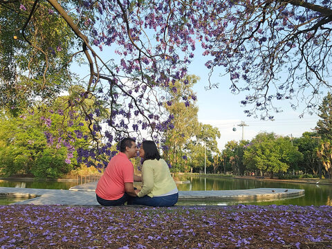 Latino couple of man and woman contemplate the purple flowers of the jacaranda trees in a moment of relaxation and tranquility