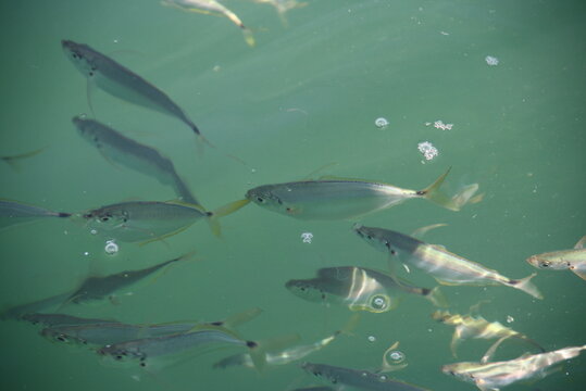 Peces en mar de Tumbes.