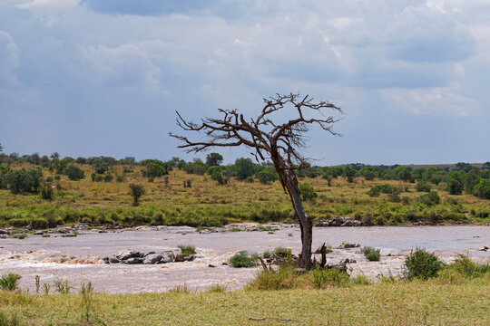 river flowing through northern serengeti park landscape in tanzania