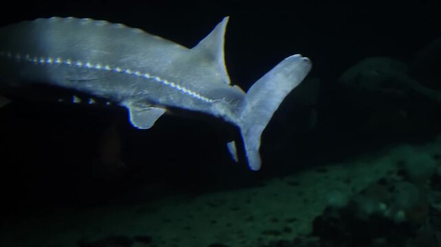 Majestic Sturgeon Swims Gracefully Through Dark Underwater Environment