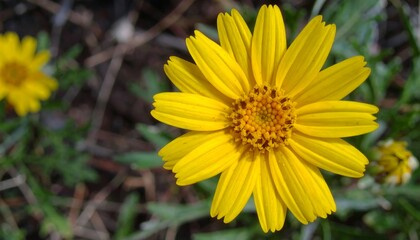 Fototapeta premium A vivid yellow flower blooms, its petals radiating around a textured center in a field of muted green and brown