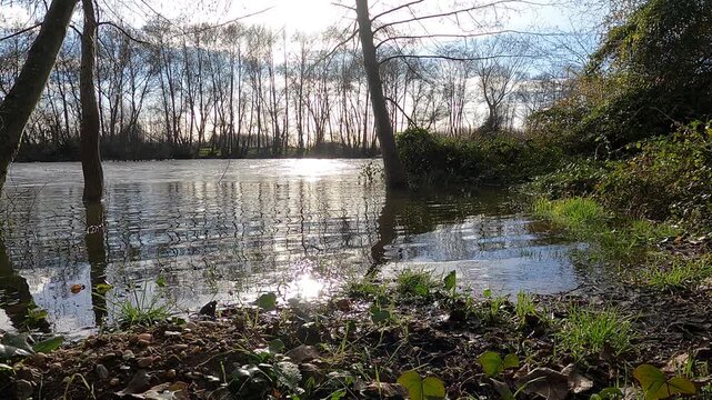 Flooded riverbank with trees and vegetation under sunlight.
