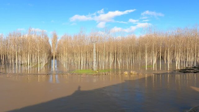 flooded field of rows of poplar trees