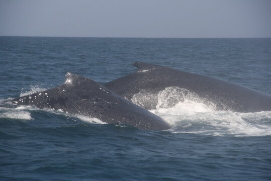 Ballenas jorobadas