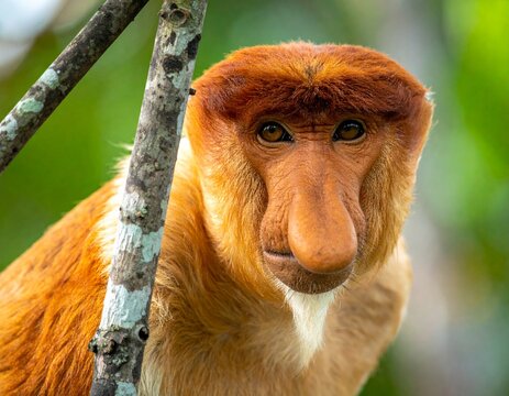 Close-up portrait of a Proboscis Monkey with its distinctive large nose and orange fur, set against a blurred green background