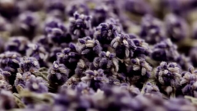 Beautiful Macro Close Up of Dried Purple Lavender Flowers for Relaxing Natural Background.