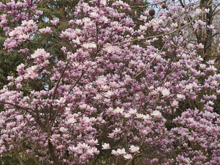 Fototapeta premium Magnolia blooms in Bergamo