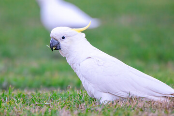 Fototapeta premium Sulphur Crested Cockatoo Portrait on Grass