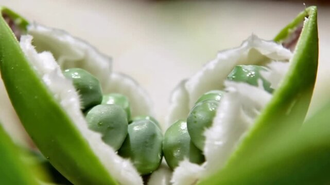 Detailed Macro Shot of Bright Green Peas Inside a Freshly Cracked Open Pod.