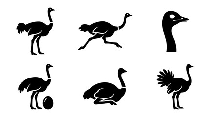 Obraz premium collection of ostrich, 6 filled black minimal icon vector set , white background , PNG and SVG isolate