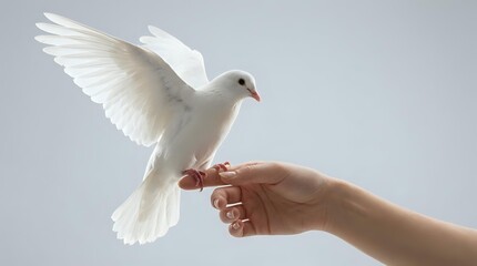 Fototapeta premium White dove landing on outstretched human hand against clean background symbolizing peace, freedom, hope and spiritual connection in gentle natural light.