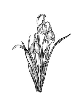 Hand drawn snowdrop flower botanical illustration featuring galanthus blooms and leaves in detailed black ink line art isolated on a light background spring plant drawing natural floral sketch

