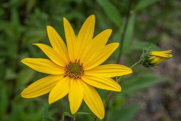 Obraz premium topinambur , helianthus tuberosus , alcachofa de jerusalen , girasol de canada , flor amarilla de 5 a 10 cm de diametro con petalos de color amarillo intenso . 