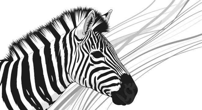 Close-up artistic portrait of a zebra head showing detailed black and white stripes and a dark muzzle against a background of thin grey lines.