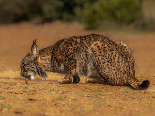 Lynx Drinking at Pool © Stephen