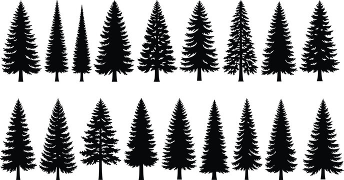 Large Collection of Black Pine Tree Silhouettes, Coniferous Evergreen Forest Fir and Spruce Timber Icons Isolated on White Background Set
